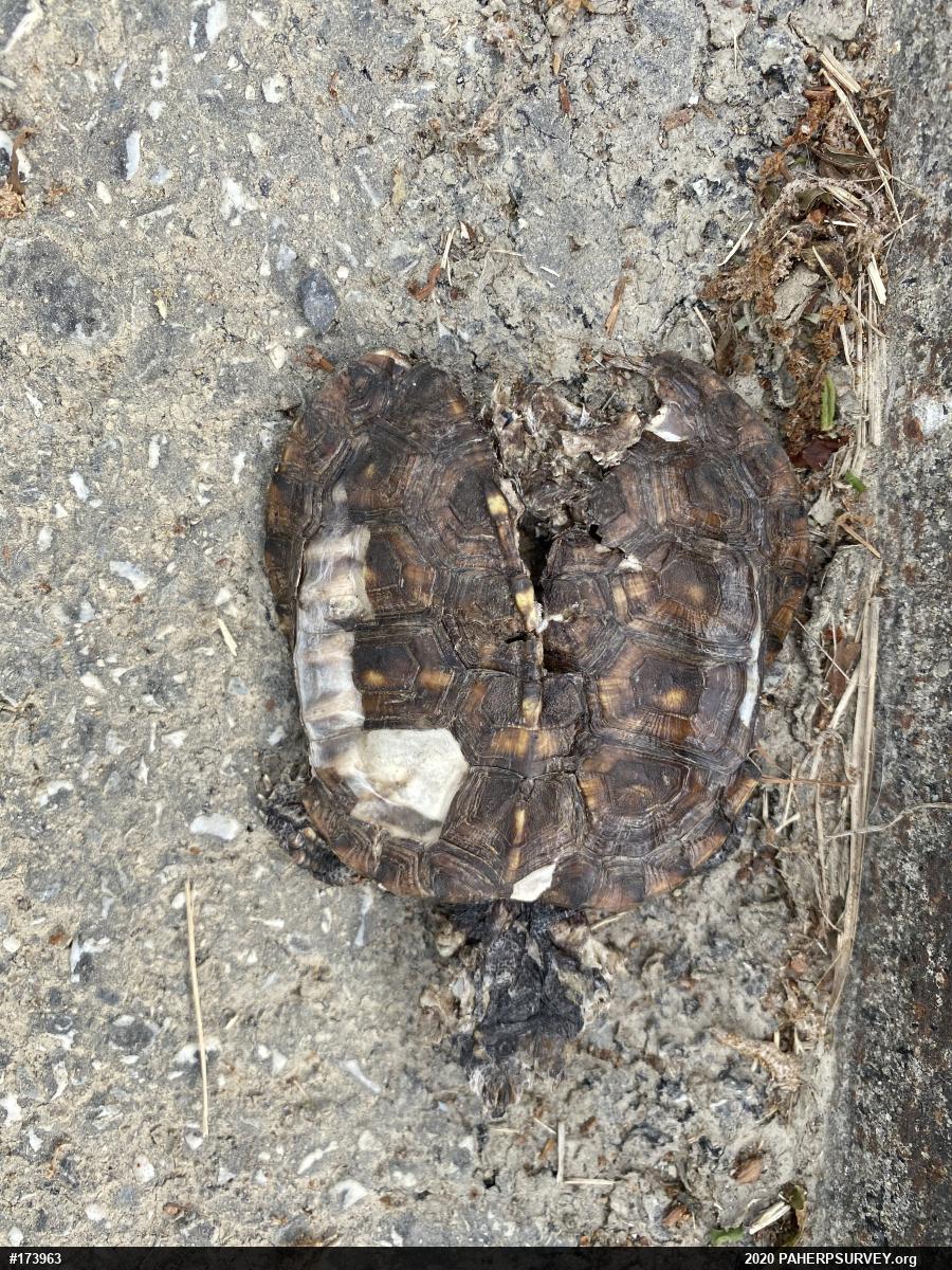 Eastern Box Turtle