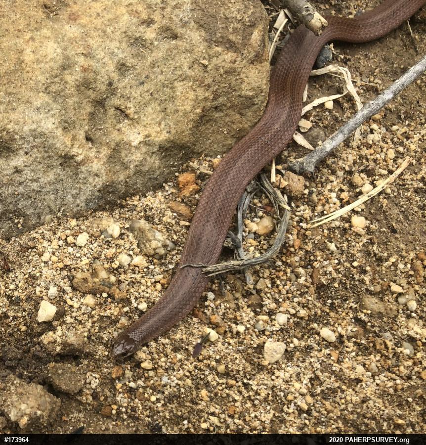Mountain Earthsnake