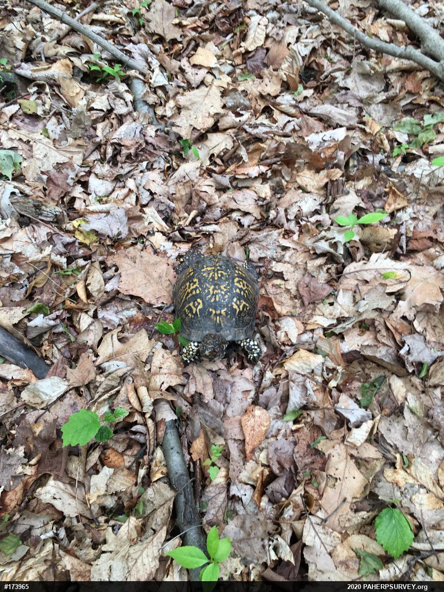 Eastern Box Turtle