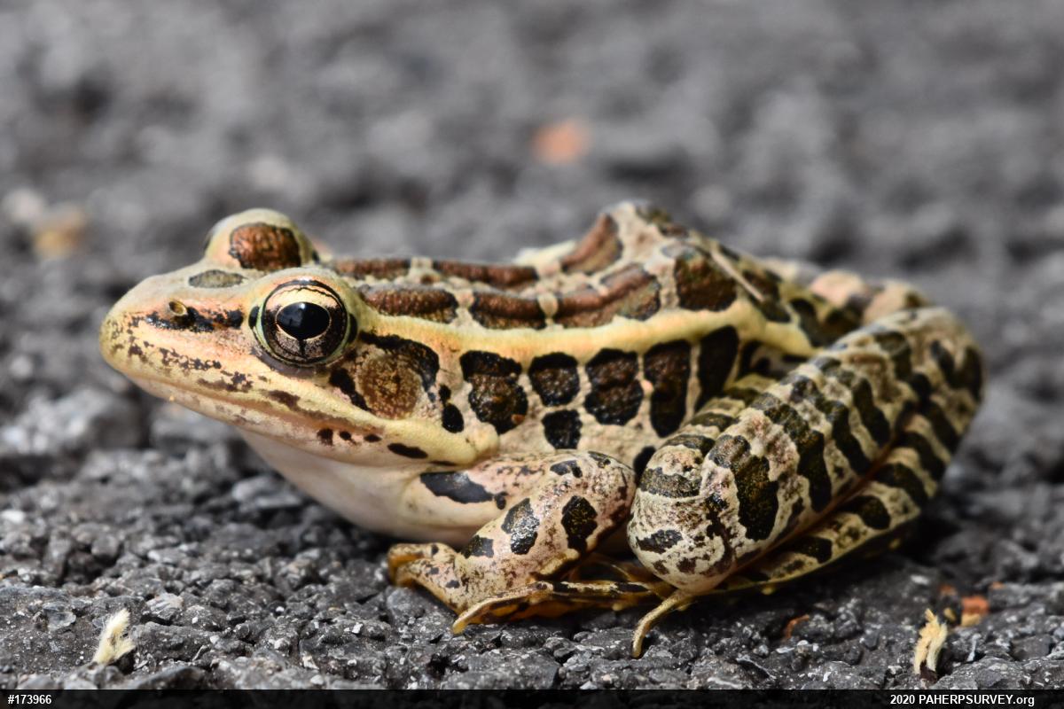 Pickerel Frog