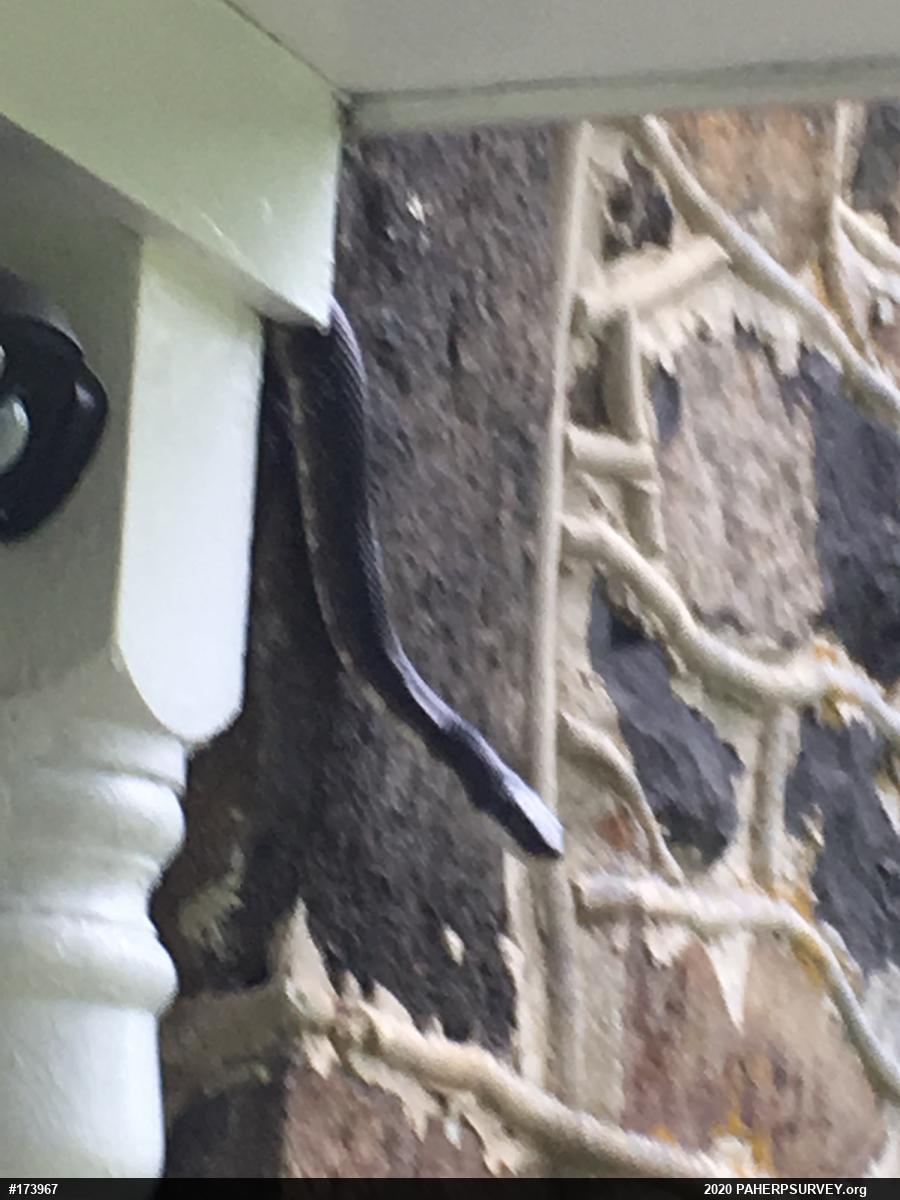 Eastern Ratsnake