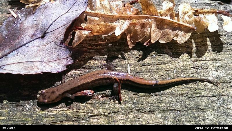 Allegheny Mountain Dusky Salamander