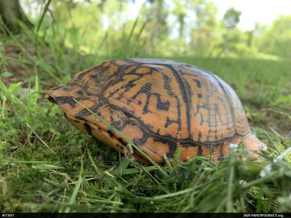 Eastern Box Turtle