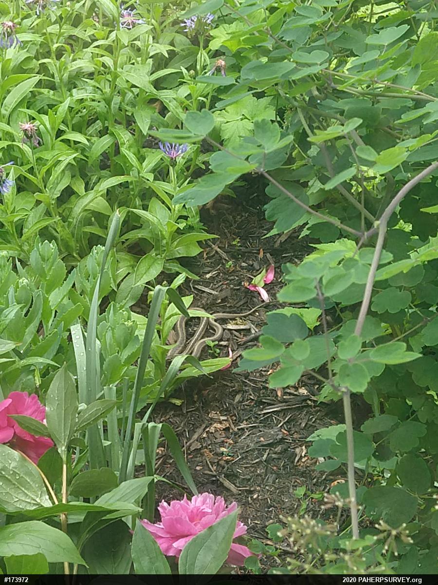 Eastern Gartersnake
