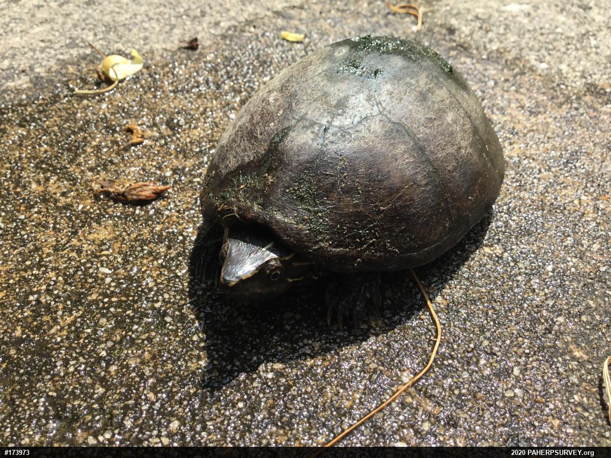 Eastern Musk Turtle