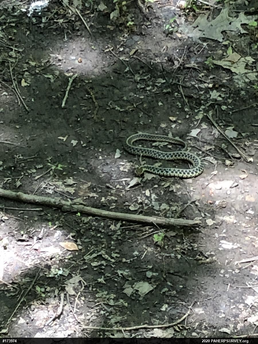 Eastern Gartersnake