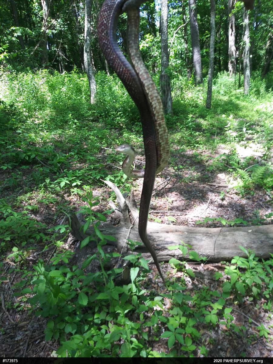 Eastern Ratsnake