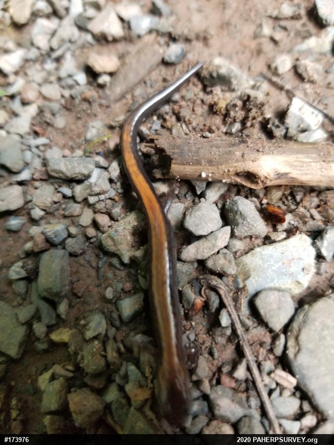 Eastern Red-backed  Salamander