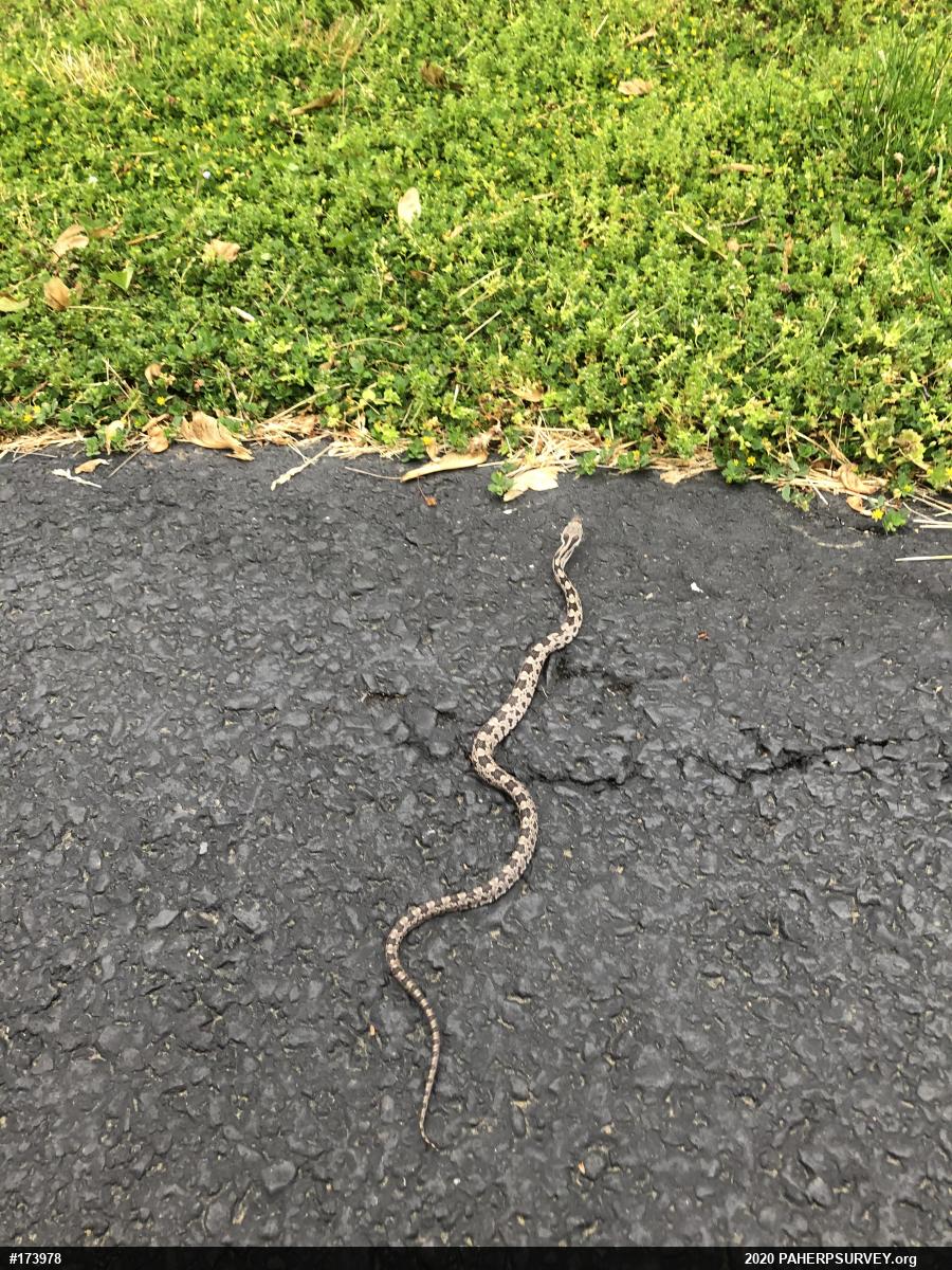 Eastern Ratsnake
