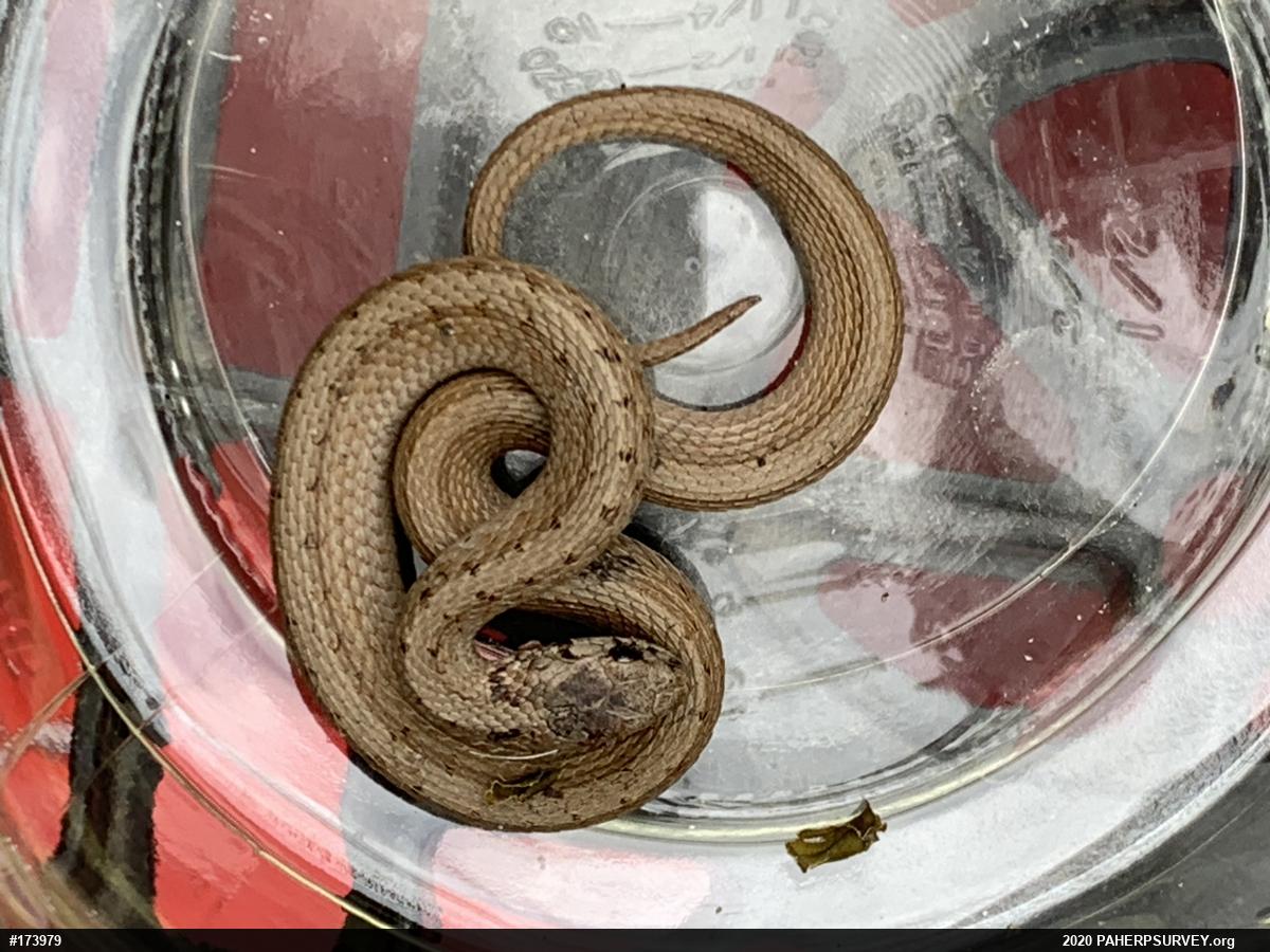 Dekay's Brownsnake