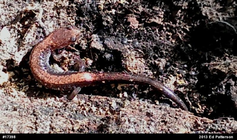 Eastern Red-backed  Salamander