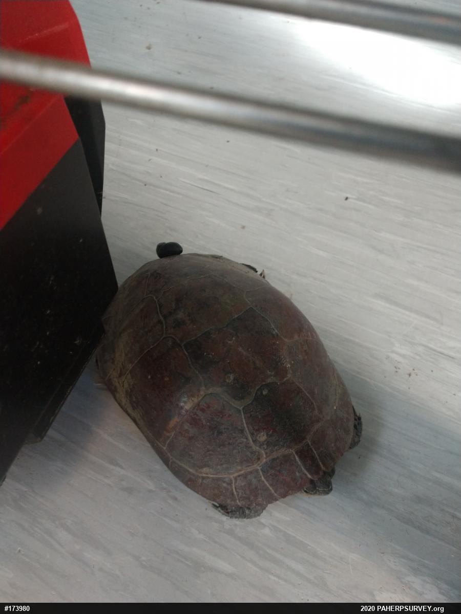 Midland Painted Turtle