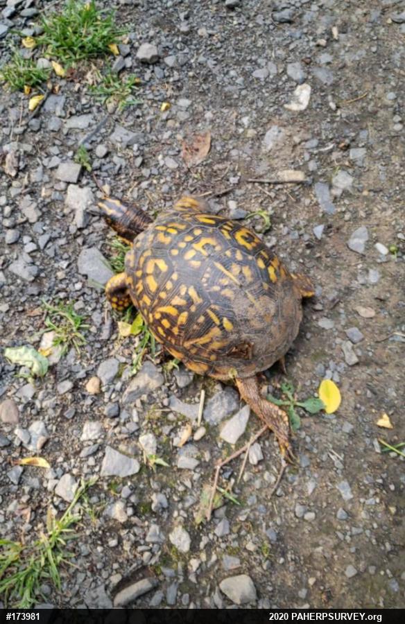Eastern Box Turtle