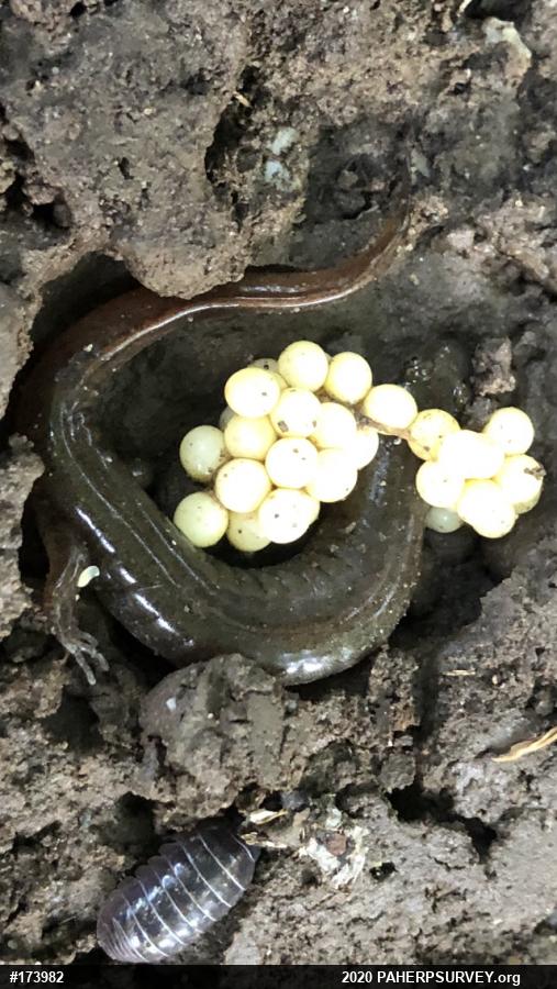 Northern Dusky Salamander