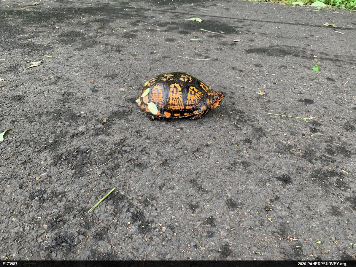 Eastern Box Turtle