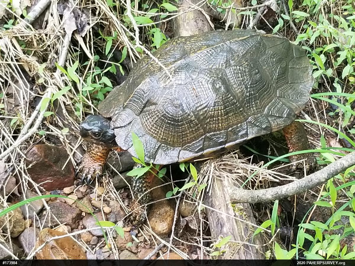 Wood Turtle