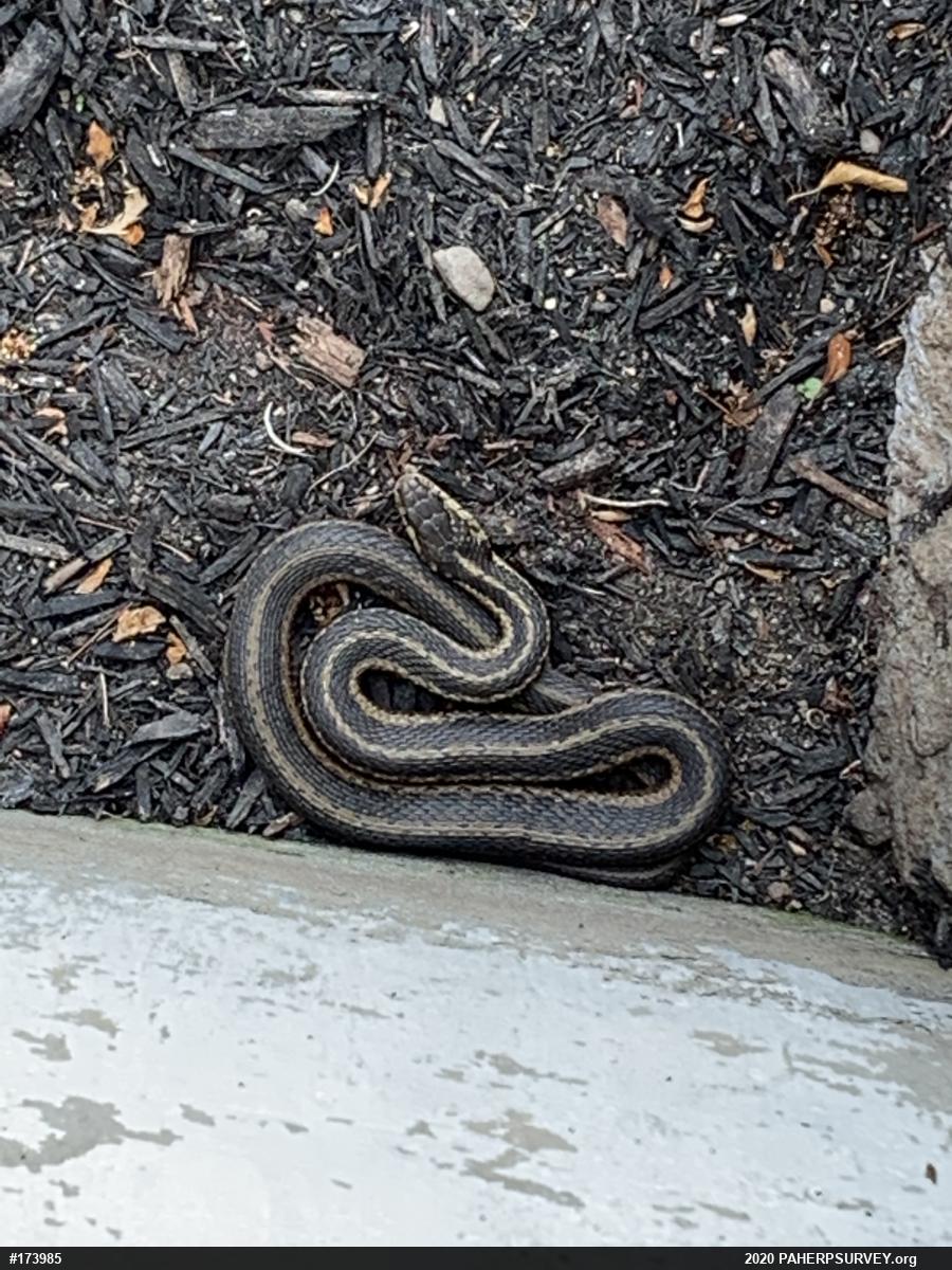 Eastern Gartersnake