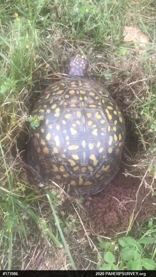 Eastern Box Turtle