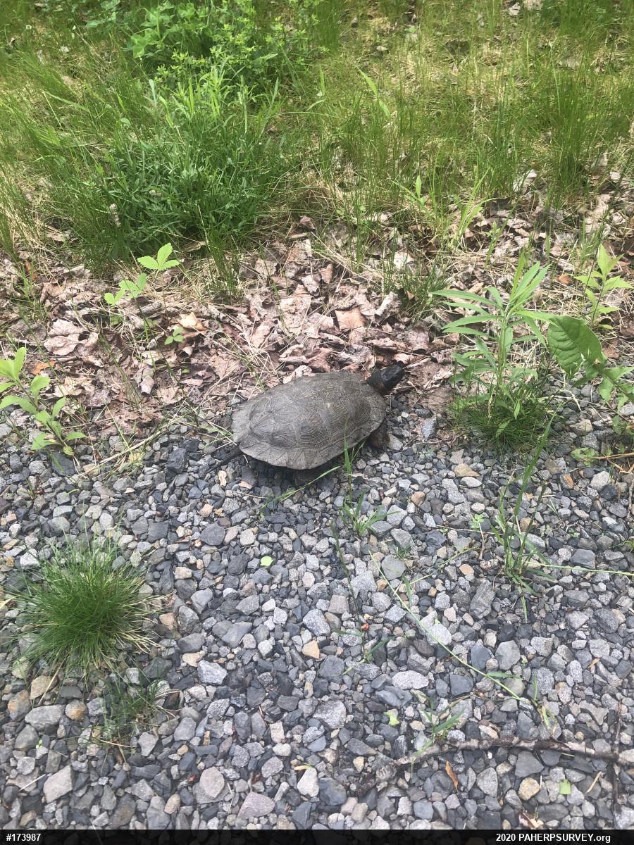 Wood Turtle