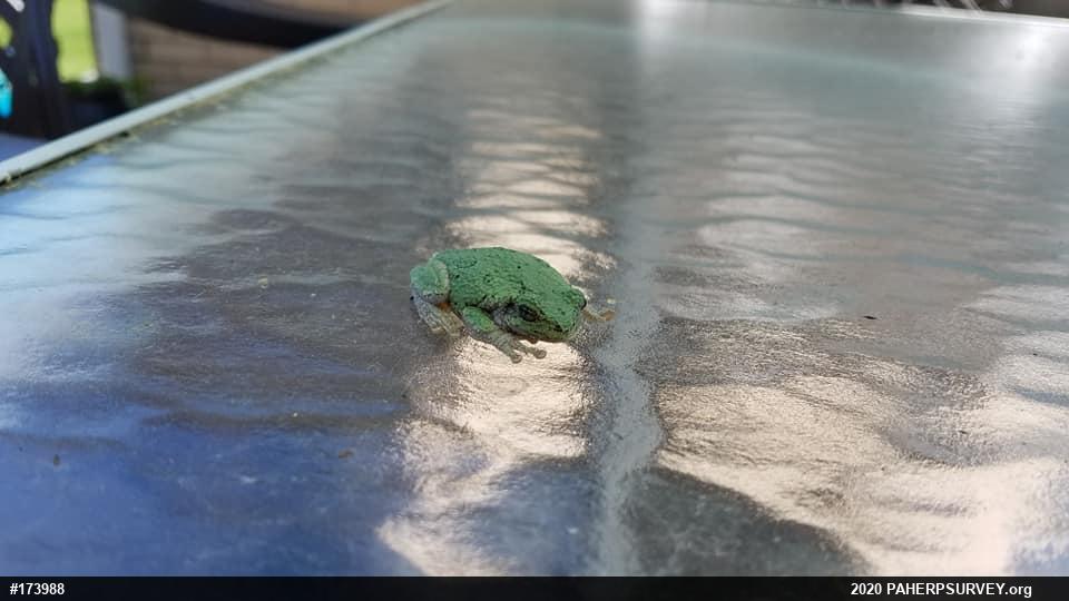 Unknown Gray Treefrog