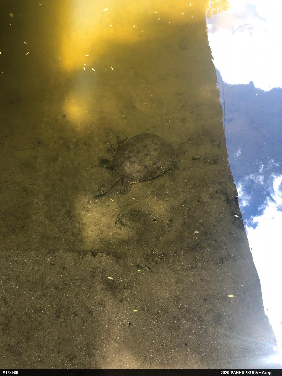 Eastern Spiny Softshell