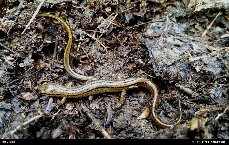 Northern Two-lined Salamander
