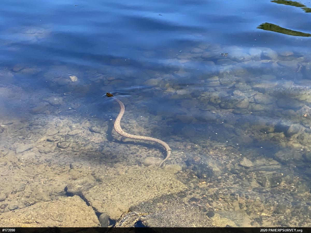 Northern Watersnake