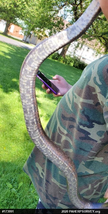 Eastern Ratsnake