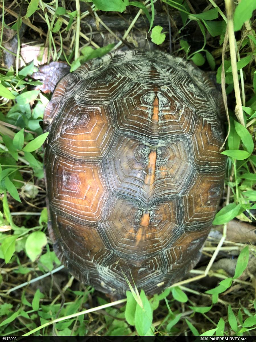 Eastern Box Turtle