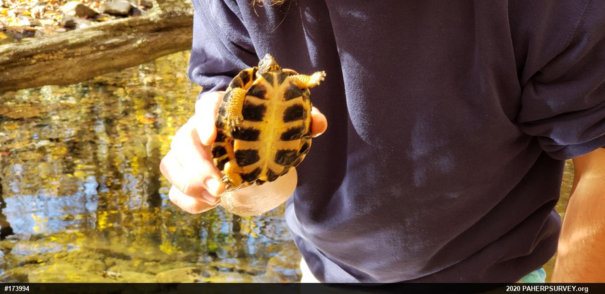 Wood Turtle