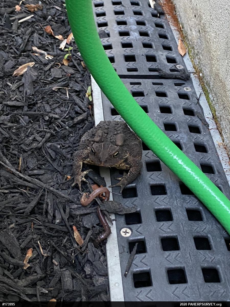 Eastern American Toad