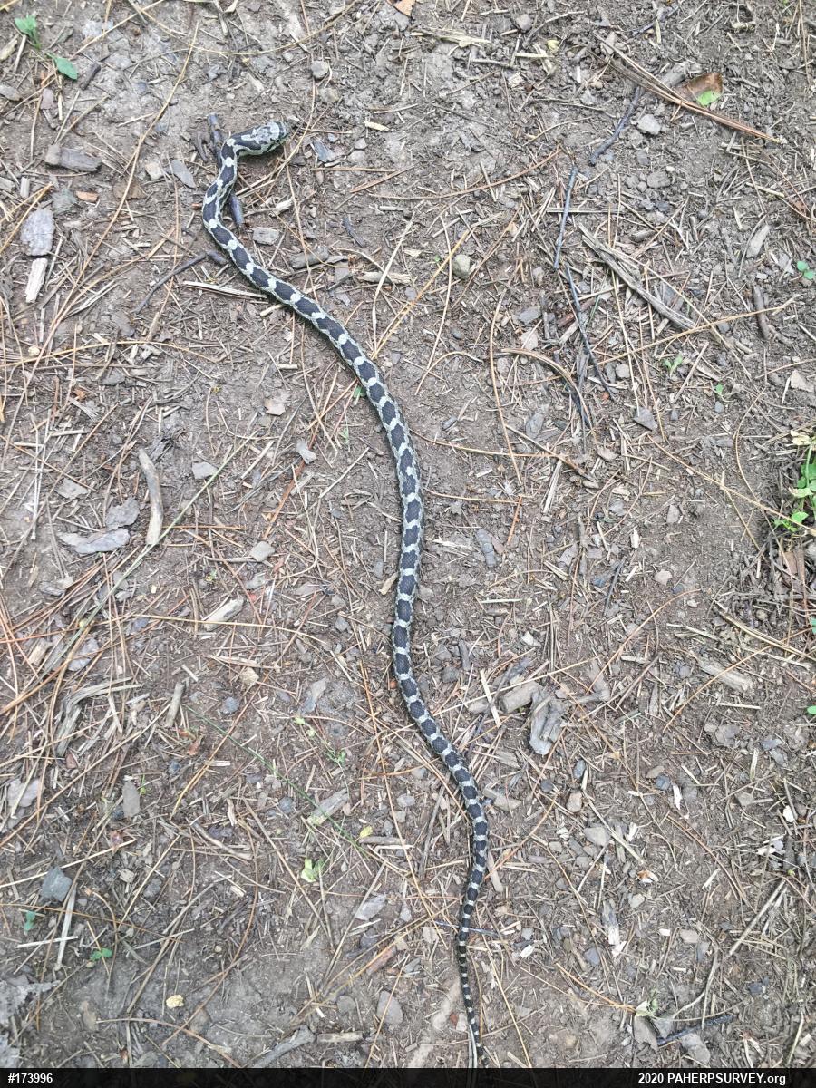 Eastern Ratsnake