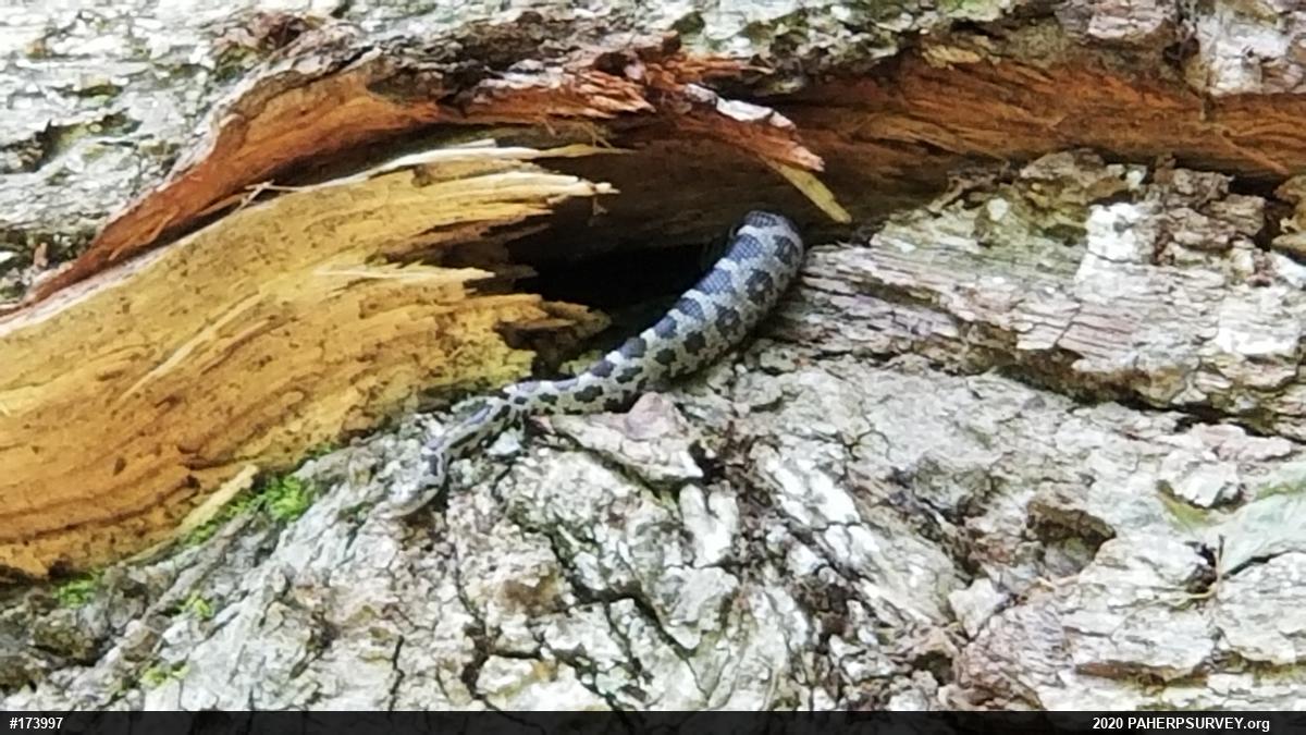 Eastern Ratsnake