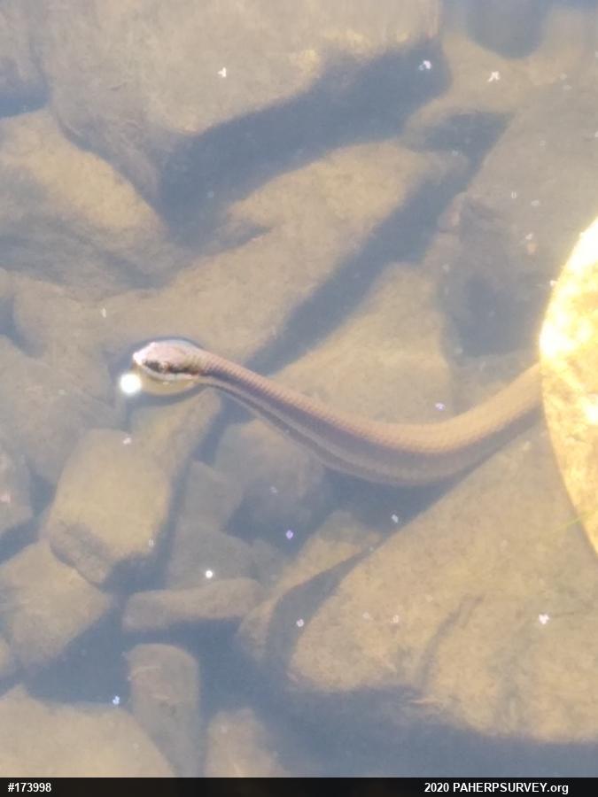 Queensnake