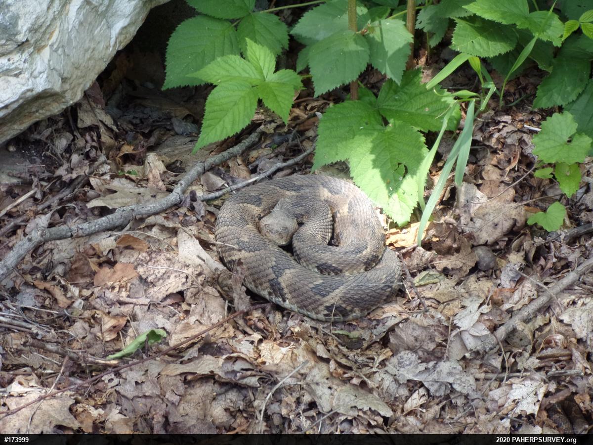 Timber Rattlesnake