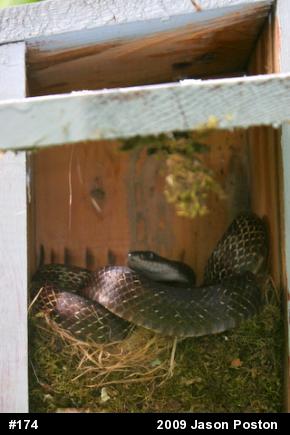Eastern Ratsnake