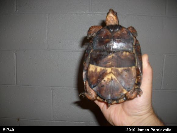 Eastern Box Turtle