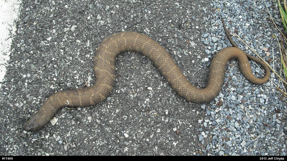 Northern Watersnake