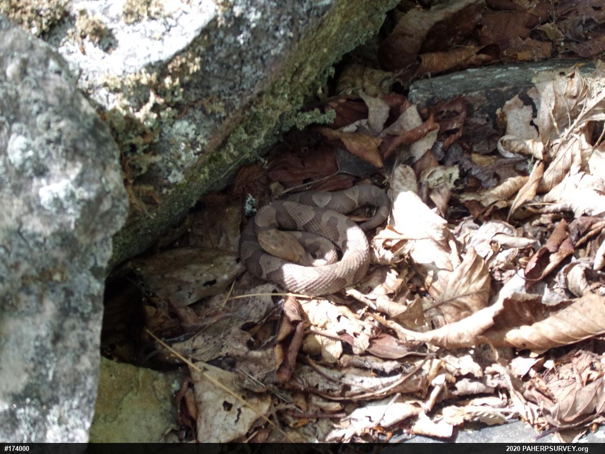 Northern Copperhead
