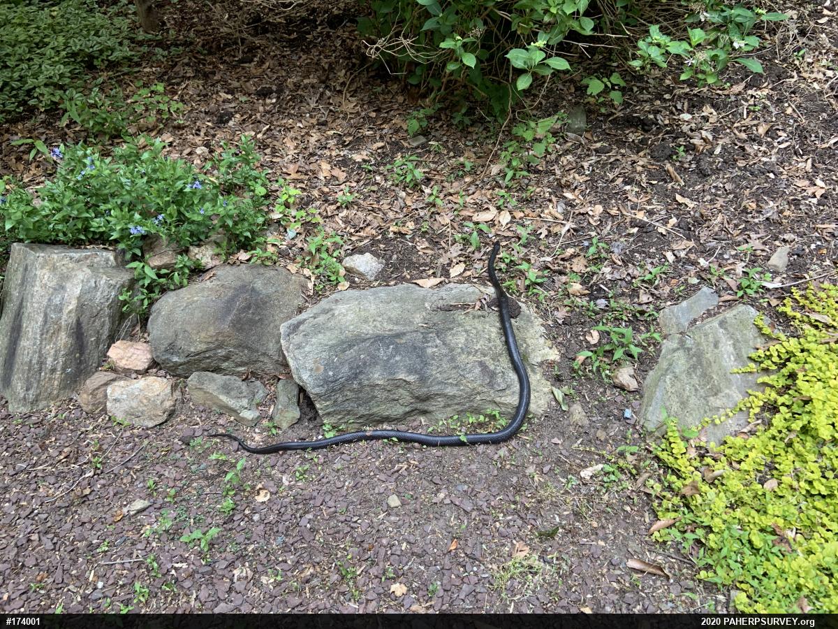 Eastern Ratsnake