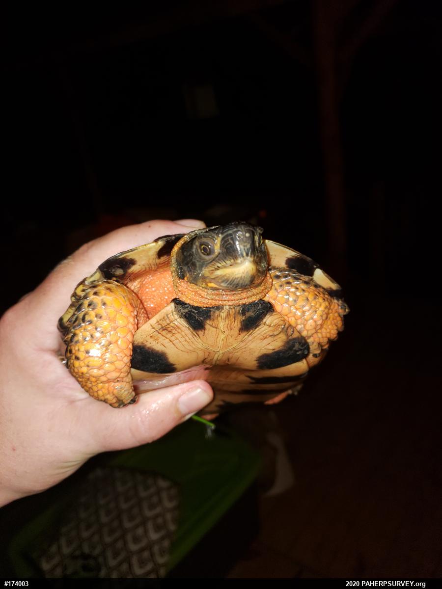 Wood Turtle