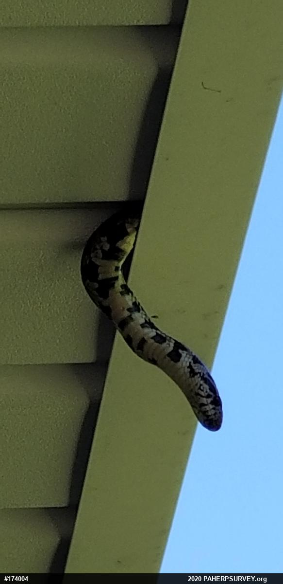 Eastern Milksnake