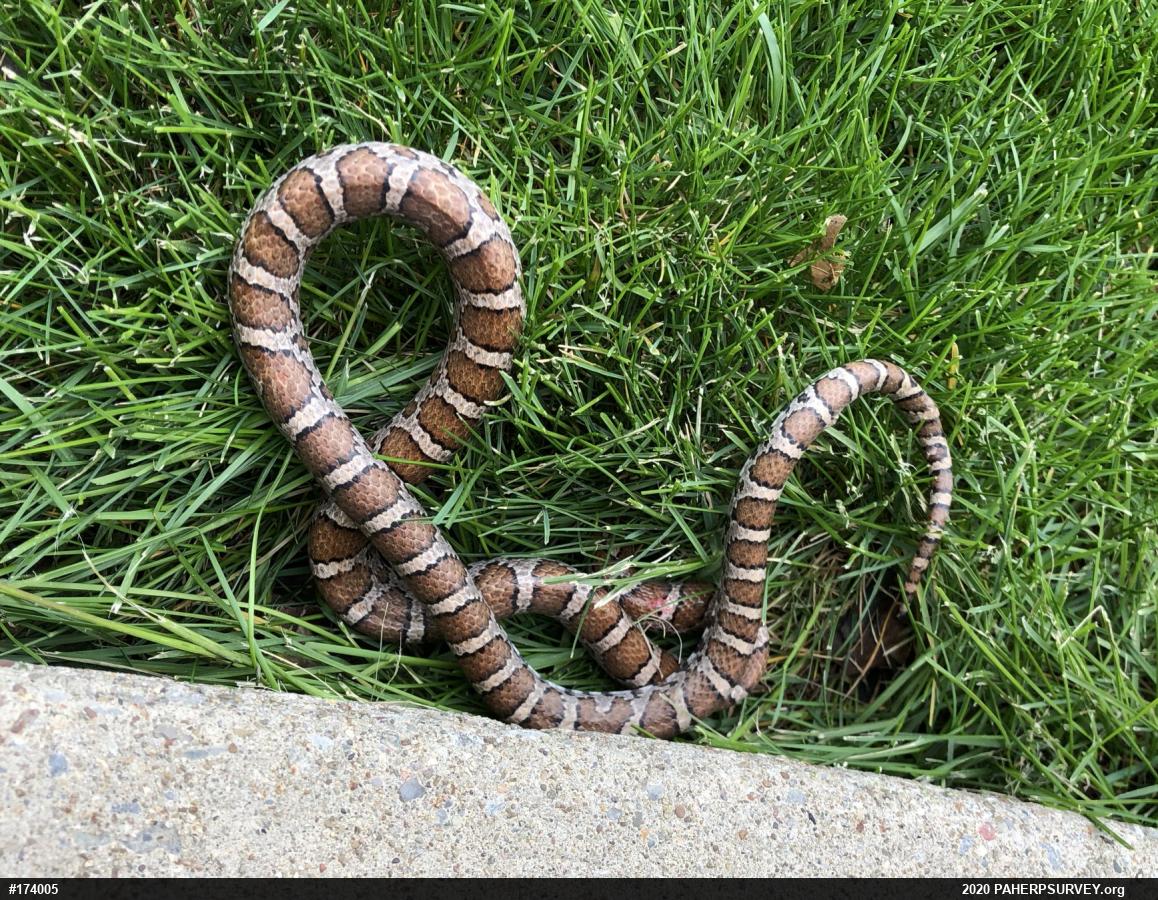 Eastern Milksnake