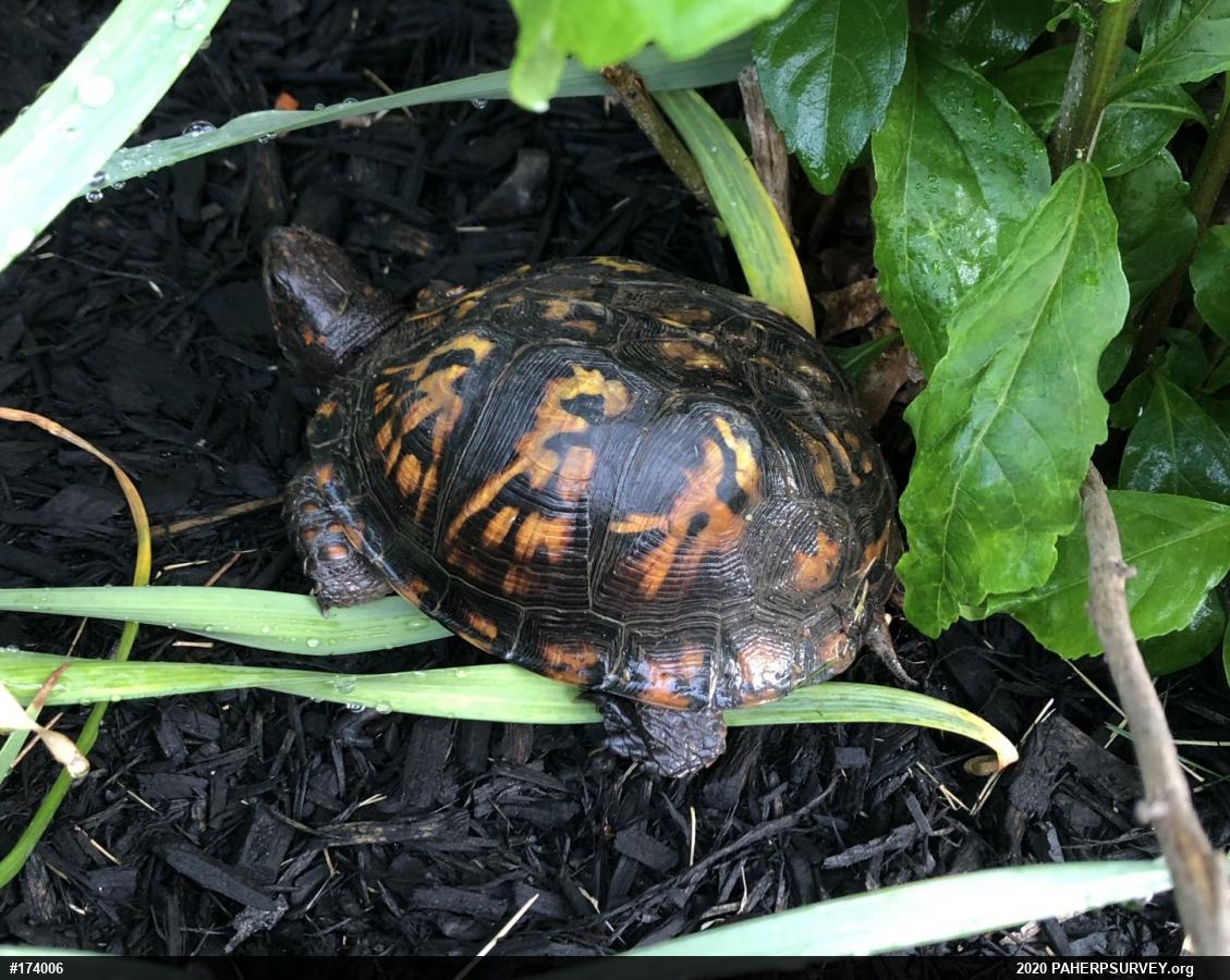 Eastern Box Turtle