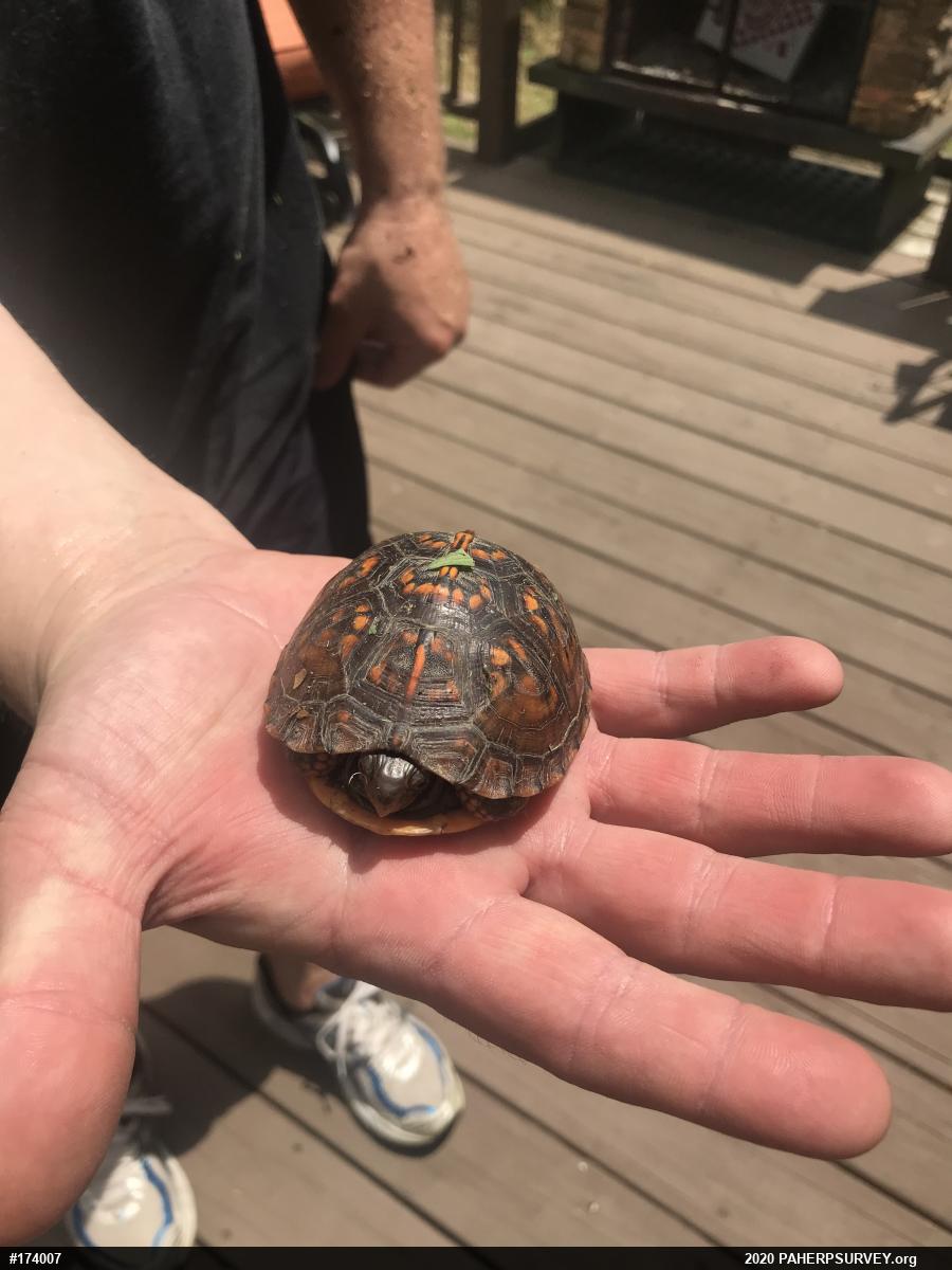 Eastern Box Turtle
