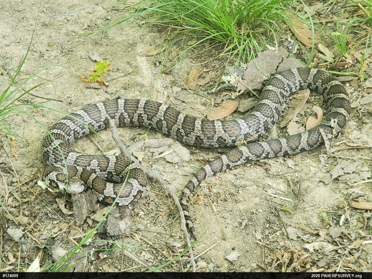 Eastern Milksnake