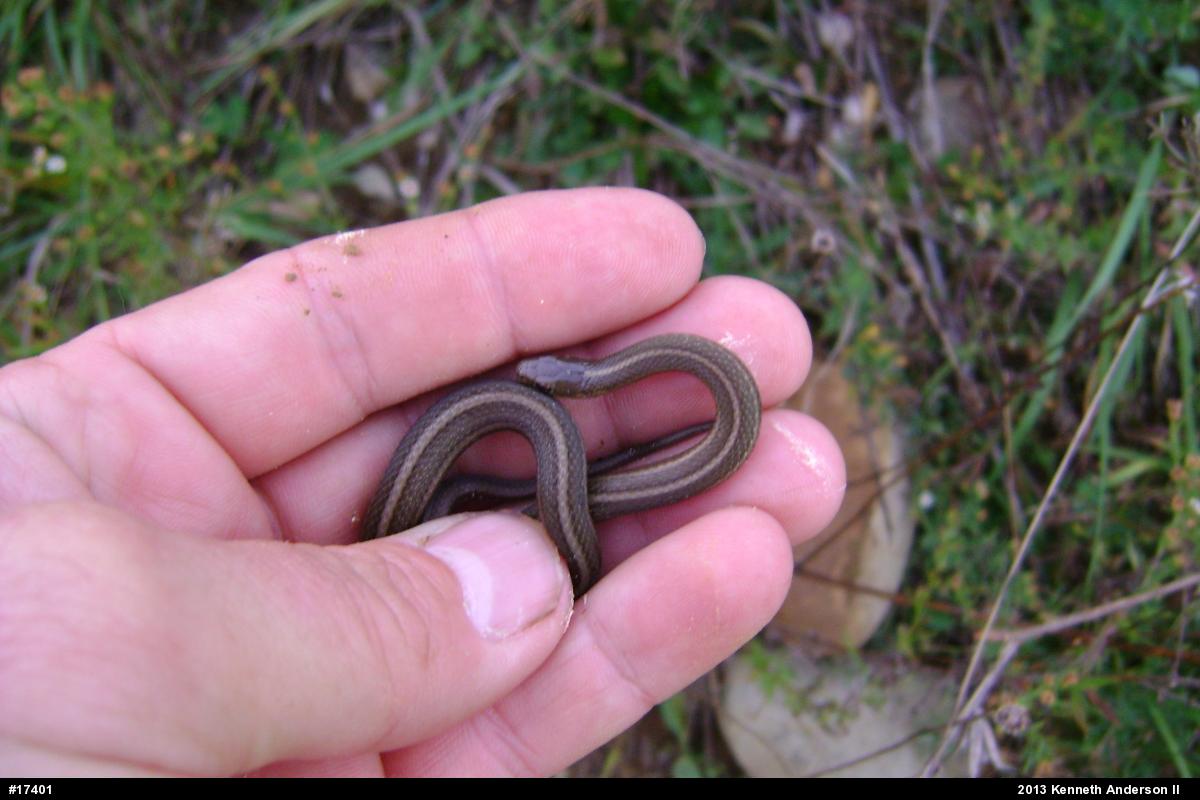 Shorthead Gartersnake