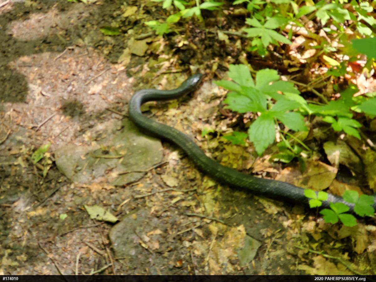 Eastern Ratsnake