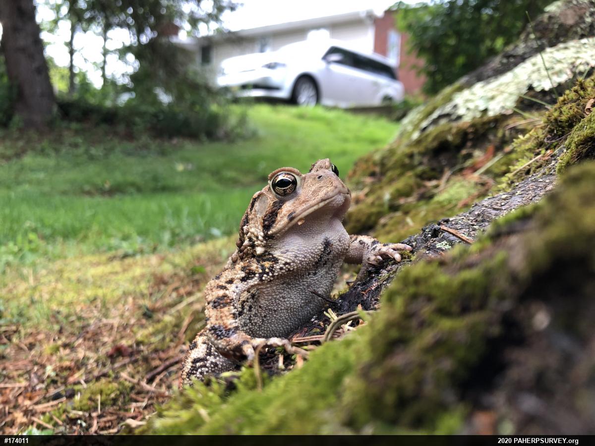 Eastern American Toad