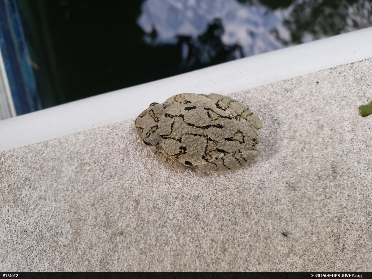 Unknown Gray Treefrog